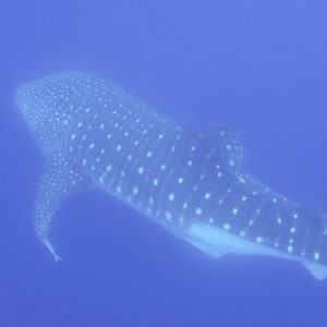 requin baleine sainte hélène